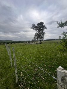 Campo 110 hectáreas en Aiguá