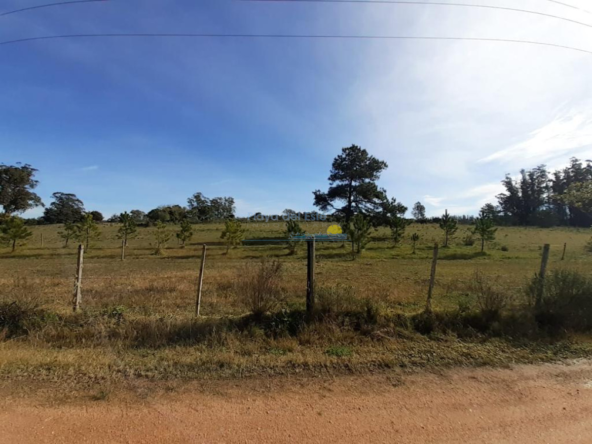 Camino Lussich - GoPunta - Portal Inmobiliario de Punta del Este - Maldonado