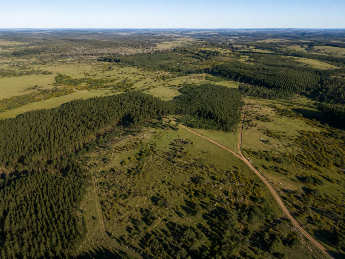 Imagen de Campo forestal 1.668 ha en Mariscala, Lavalleja | 386 ha forestadas | Inversión productiva