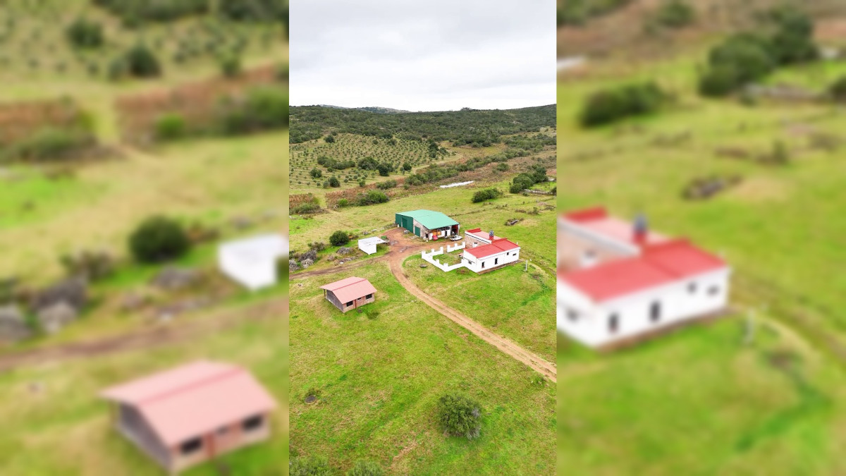 Imagen de Campo en venta | Olivares en producción y renta eólica | A 55 km de Punta del Este