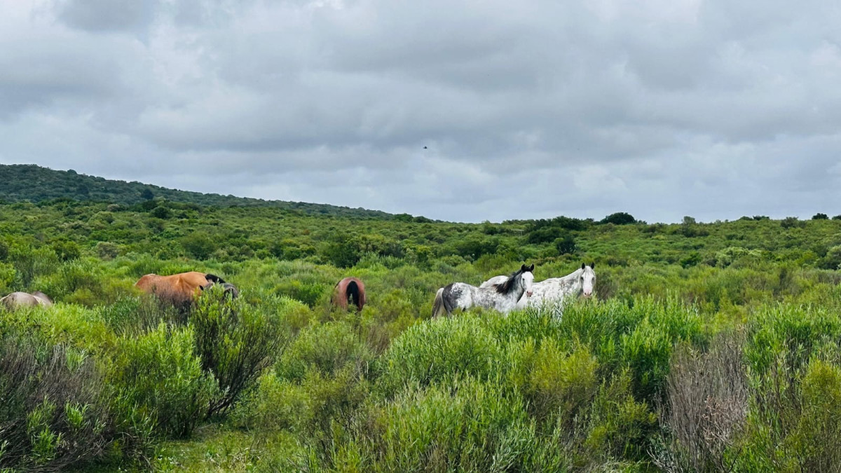 Chacras de Anima - FINANCIACION BANCARIA -3 hectareas en Sierra de las Animas con vista al mar