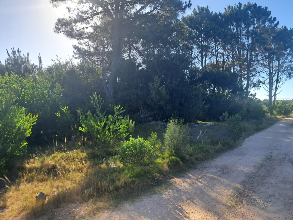 Lote de terrenos en Punta del Diablo