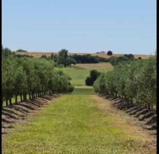 IMPORTANTE CHACRA DE 35 HECTAREAS EN ARTILLEROS, COLONIA