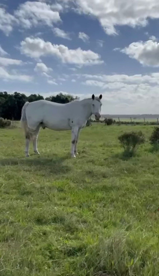 ? Chacra en venta en Cuchilla Alta - Naturaleza, confort y renta asegurada ?