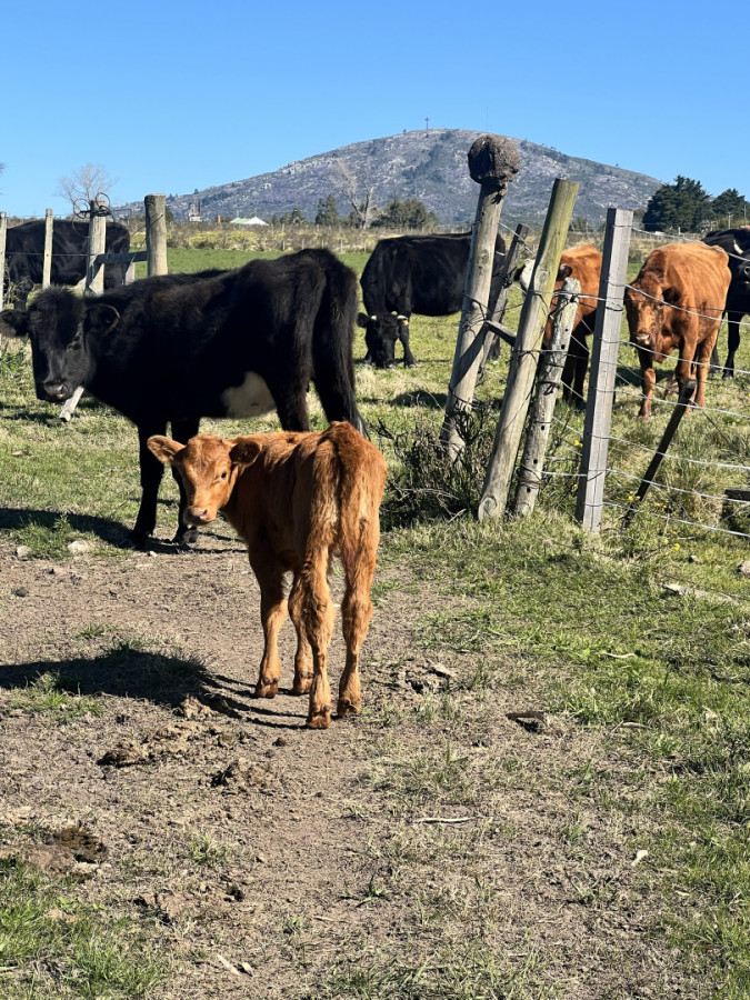 Chacra en Nueva Carrara 10 hectáreas 