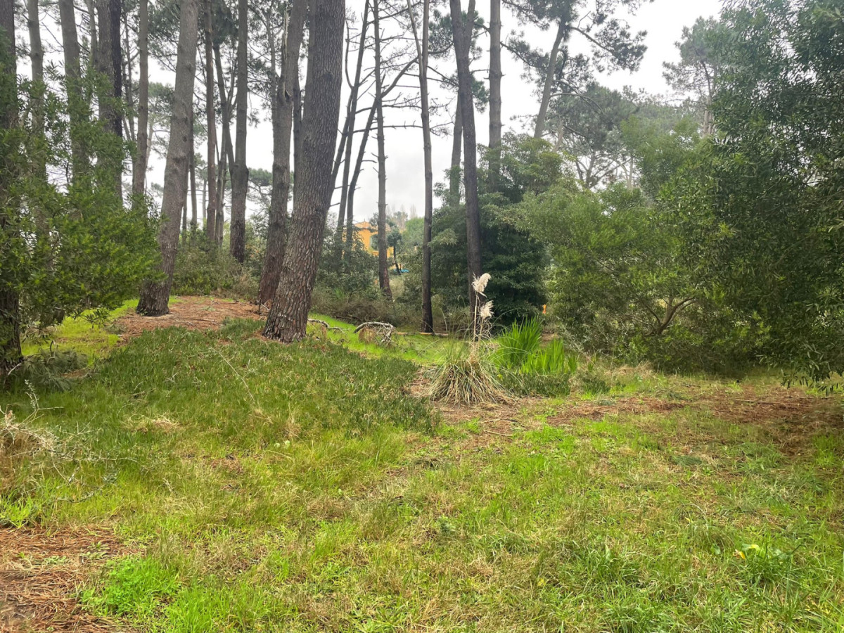 Terreno 3000M2 en Montoya