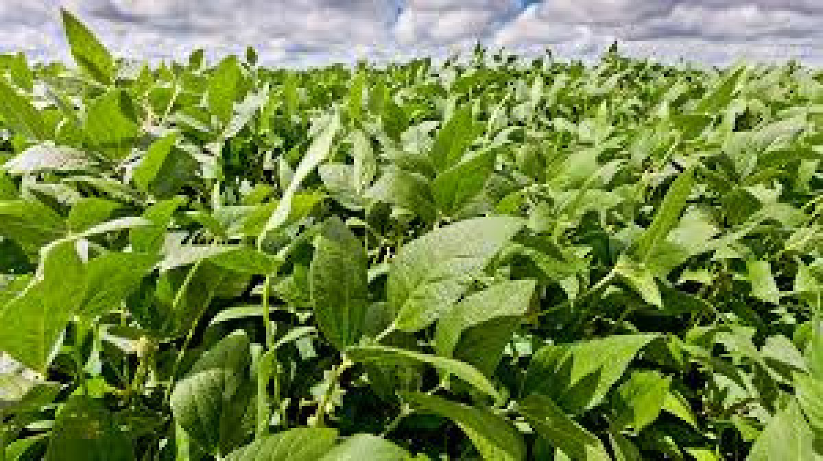 Campo agrícola ganadero 100 has - Maldonado