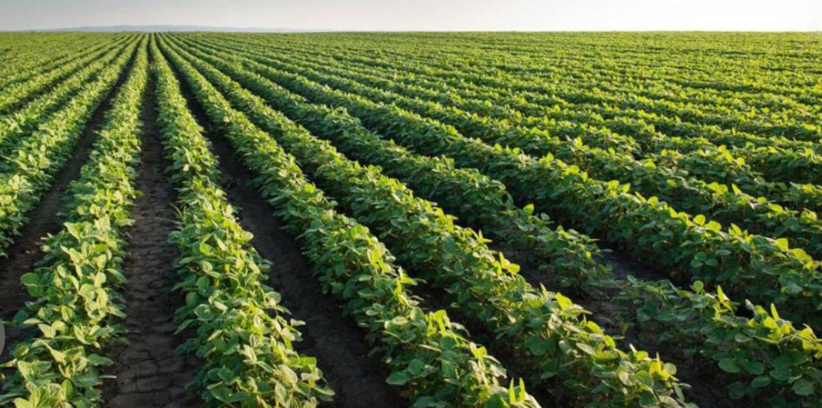 Campo agrícola ganadero 2300 has Durazno