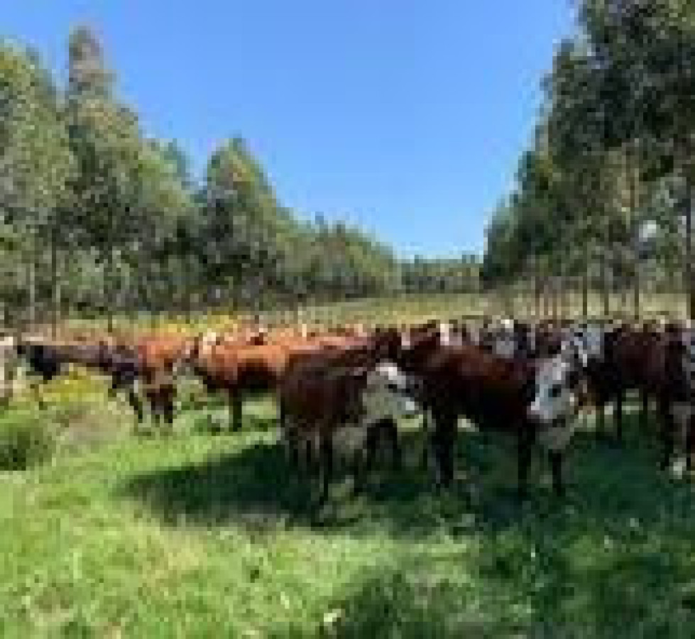 Campo Ganadero 420 Hectáreas - Treinta y Tres 