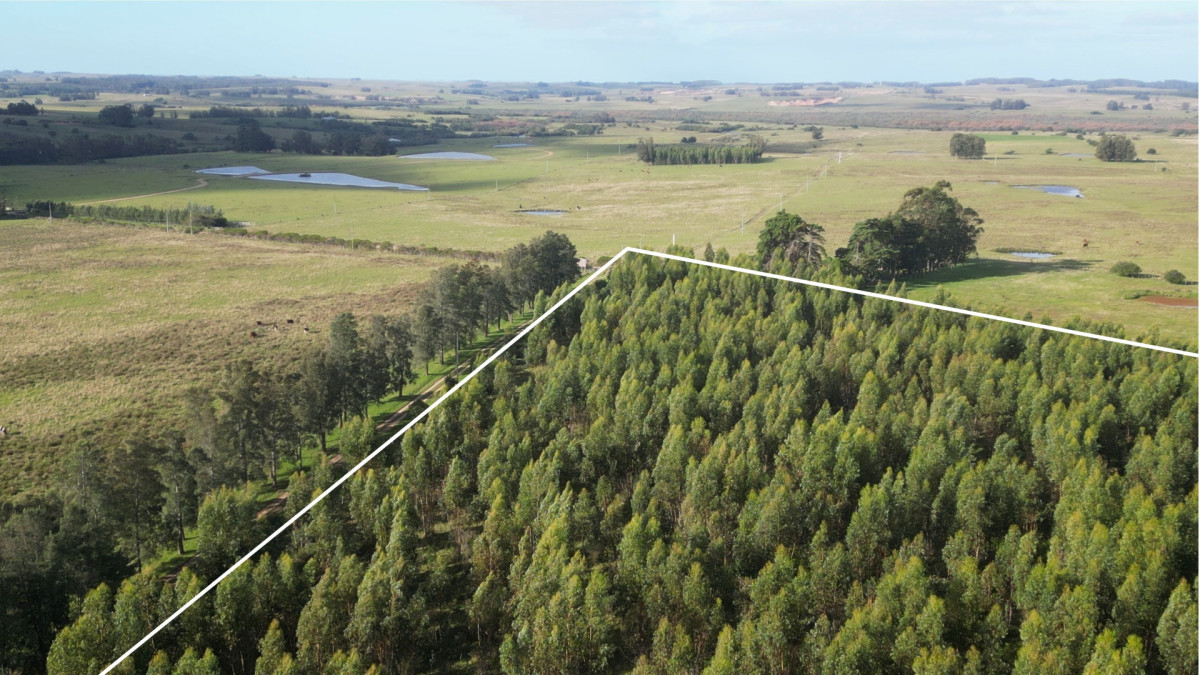 Chacra de 5 Has en Zona de José Ignacio 