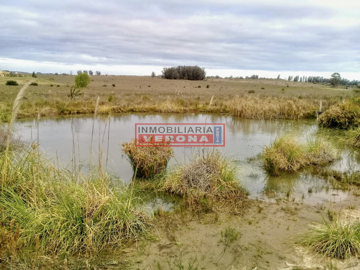 Camino de los Ceibos - GoPunta - Portal Inmobiliario de Punta del Este - Maldonado