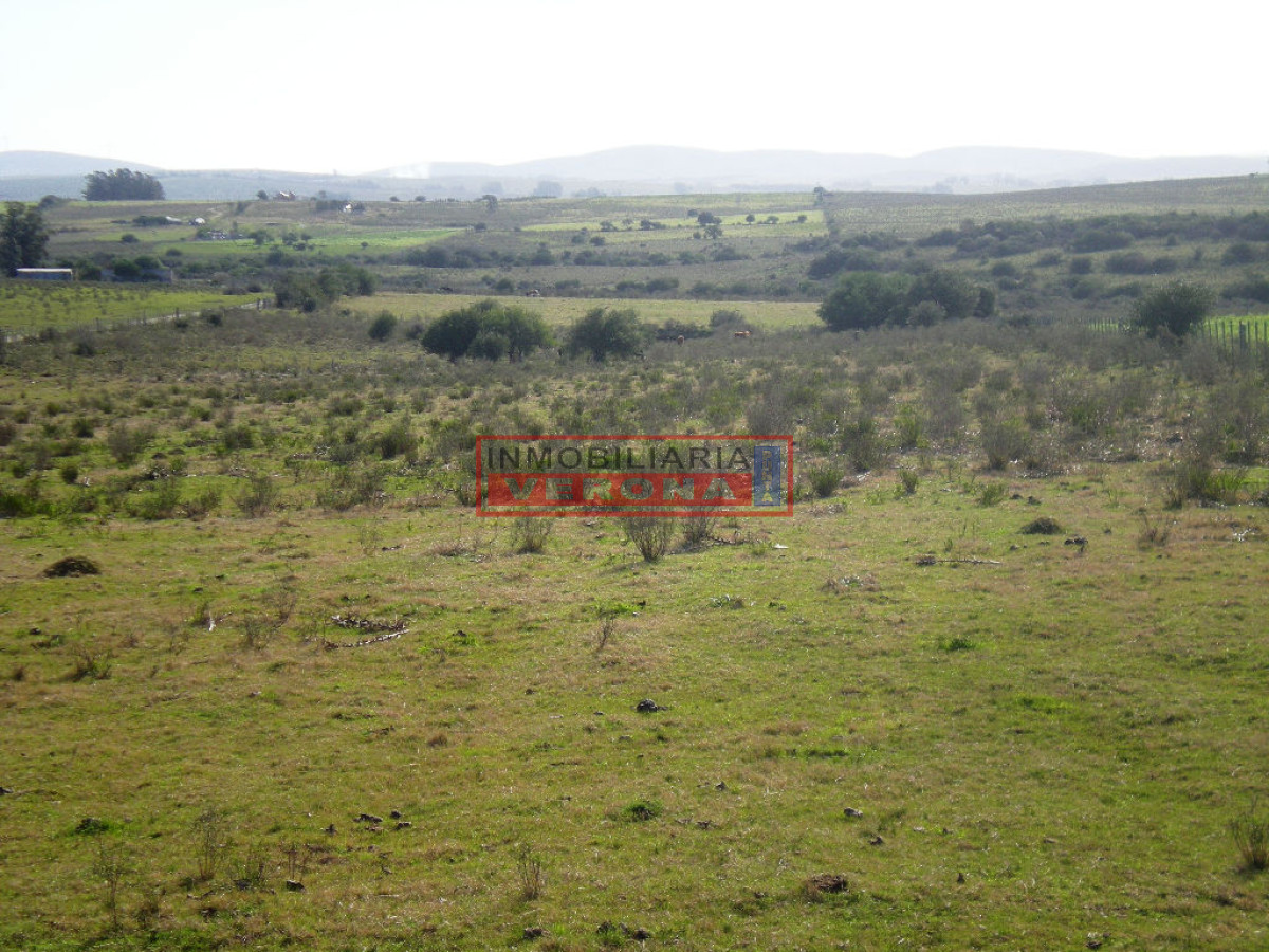 6294 75 - GoPunta - Portal Inmobiliario de Punta del Este - Maldonado