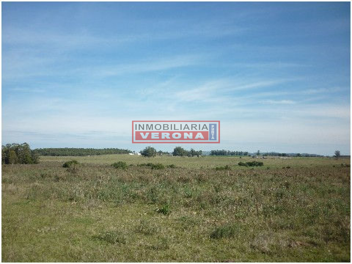 6300 75 - GoPunta - Portal Inmobiliario de Punta del Este - Maldonado