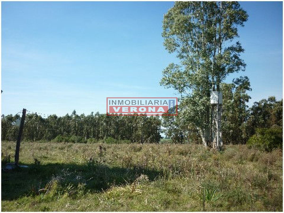 6300 75 - GoPunta - Portal Inmobiliario de Punta del Este - Maldonado