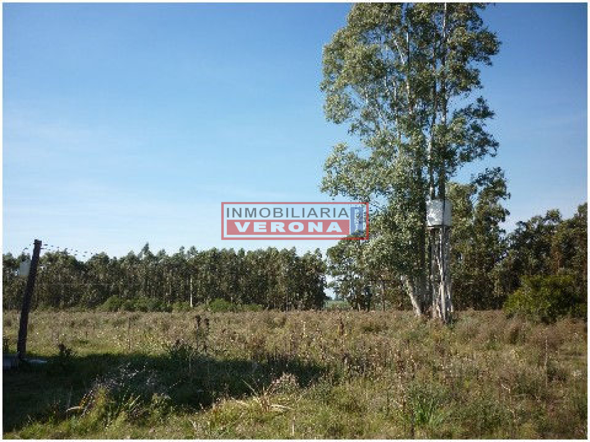6300 75 - GoPunta - Portal Inmobiliario de Punta del Este - Maldonado