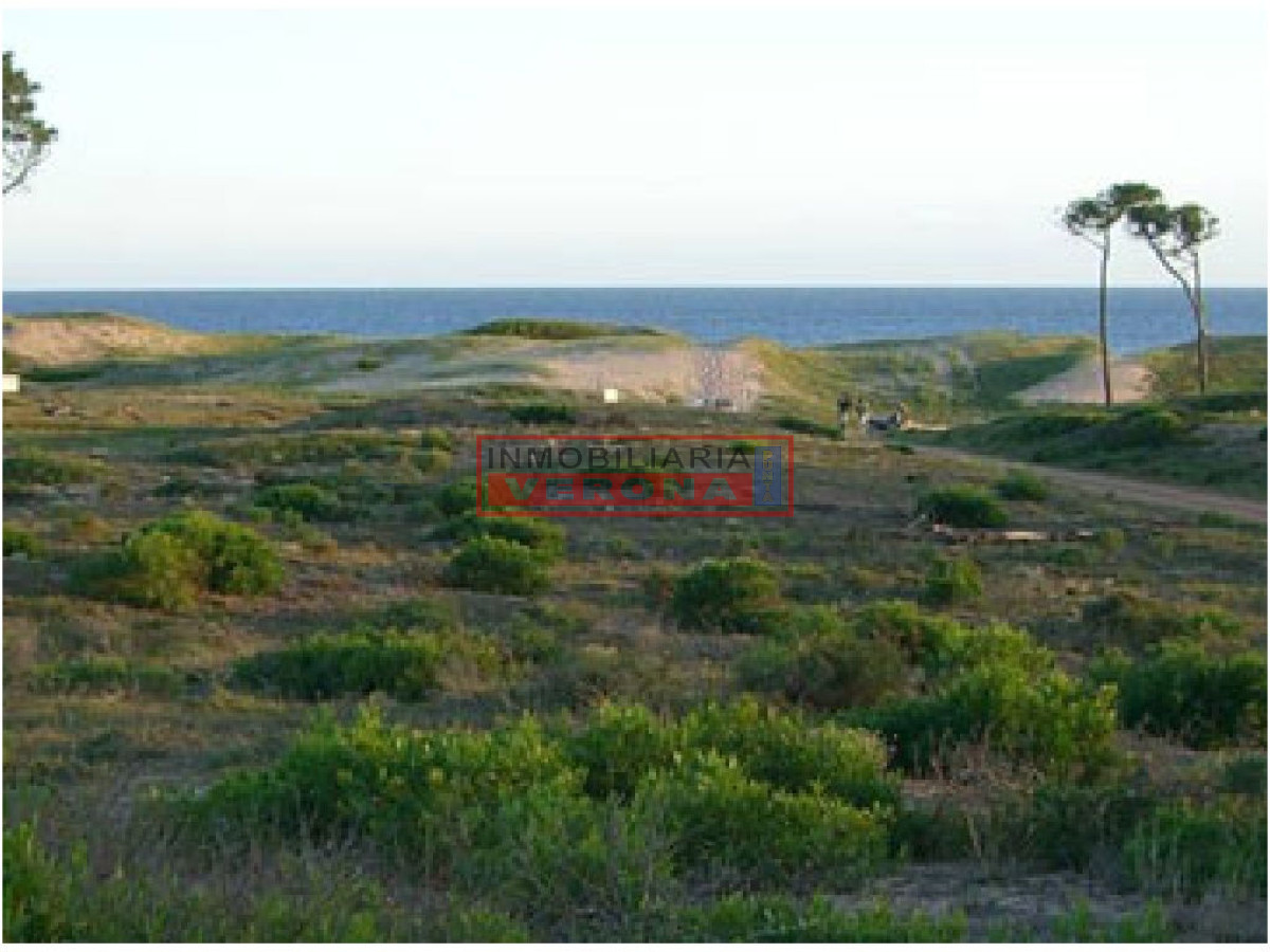 Chihuahua - GoPunta - Portal Inmobiliario de Punta del Este - Maldonado