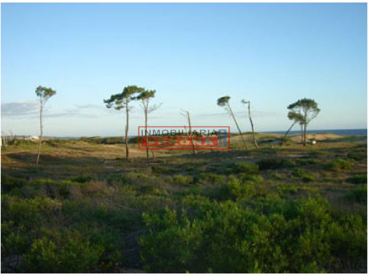 Chihuahua - GoPunta - Portal Inmobiliario de Punta del Este - Maldonado