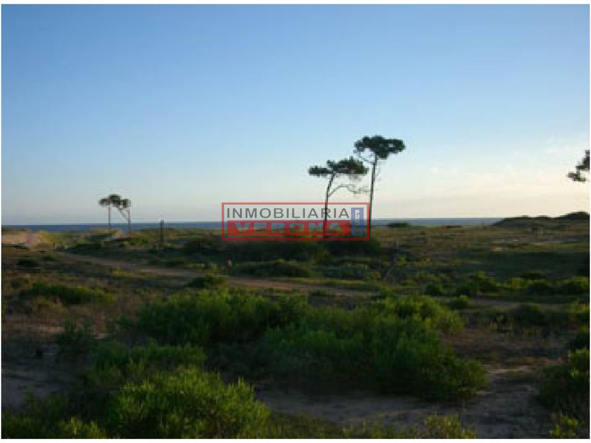 Chihuahua - GoPunta - Portal Inmobiliario de Punta del Este - Maldonado