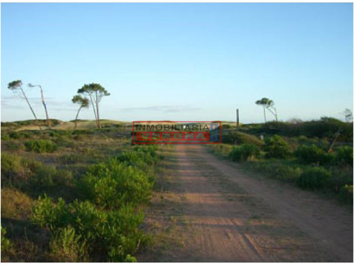 Chihuahua - GoPunta - Portal Inmobiliario de Punta del Este - Maldonado