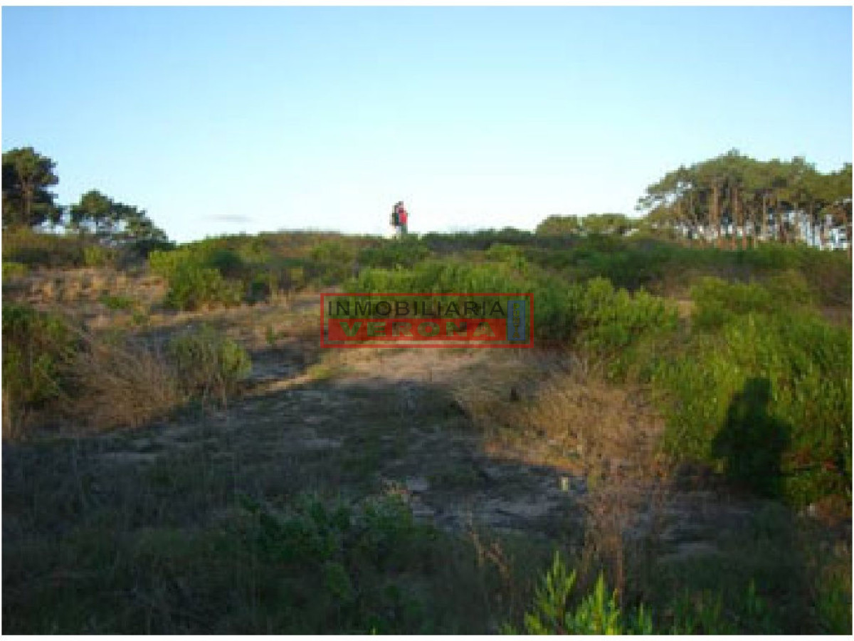 Chihuahua - GoPunta - Portal Inmobiliario de Punta del Este - Maldonado