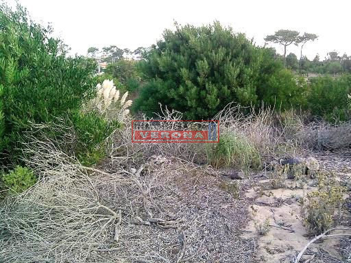 Punta Ballena - GoPunta - Portal Inmobiliario de Punta del Este - Maldonado
