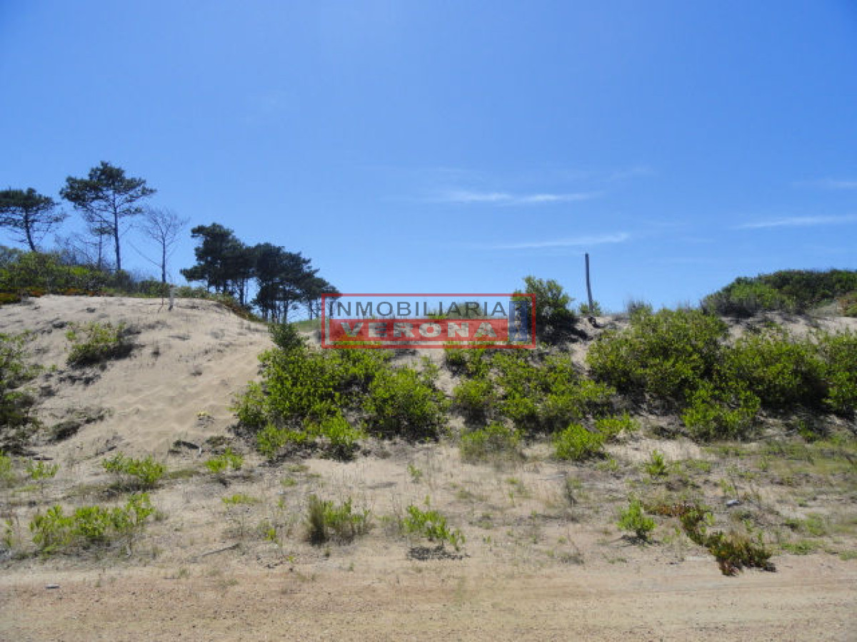 Chihuahua - GoPunta - Portal Inmobiliario de Punta del Este - Maldonado
