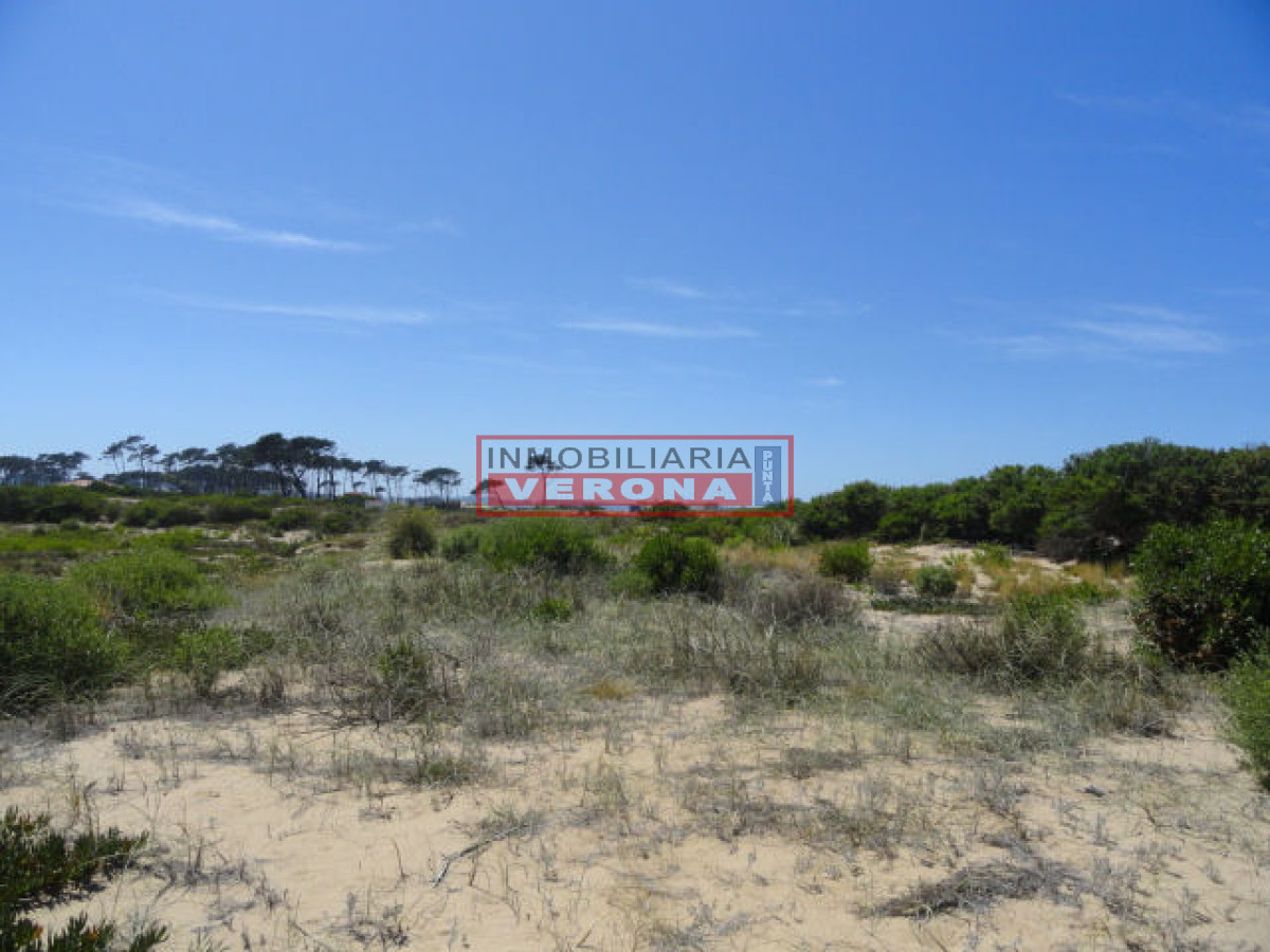 Chihuahua - GoPunta - Portal Inmobiliario de Punta del Este - Maldonado