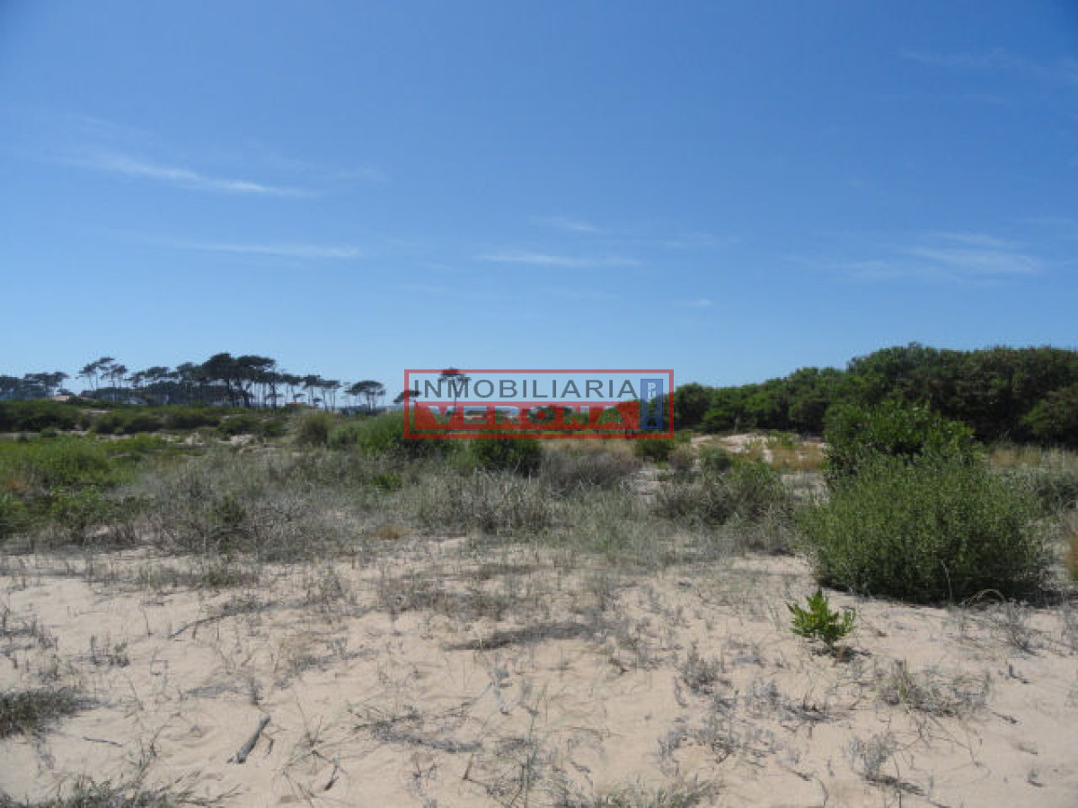 Chihuahua - GoPunta - Portal Inmobiliario de Punta del Este - Maldonado