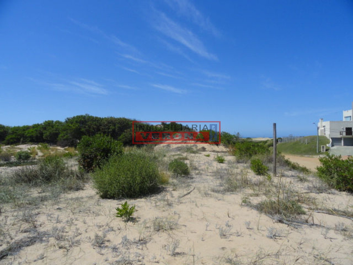 Chihuahua - GoPunta - Portal Inmobiliario de Punta del Este - Maldonado