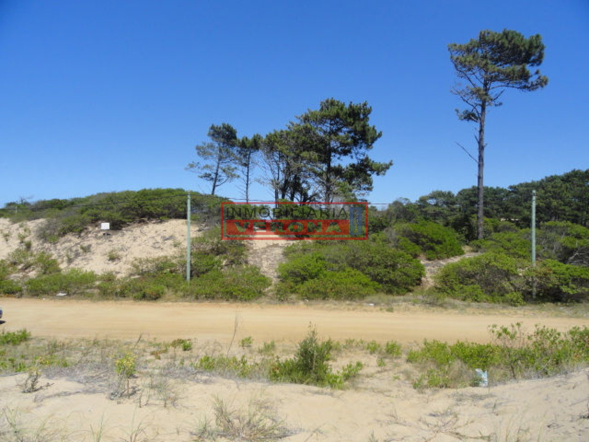 Chihuahua - GoPunta - Portal Inmobiliario de Punta del Este - Maldonado