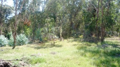 Terreno en Jose Ignacio, Santa Monica