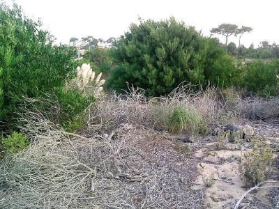 Terreno en Punta Ballena, Punta Ballena