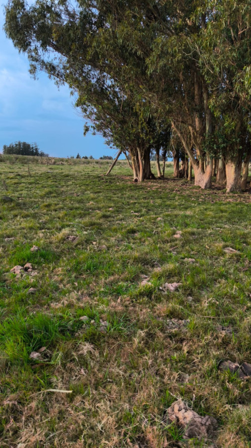 Venta Campo 13 Ha en Cañada Bellaca