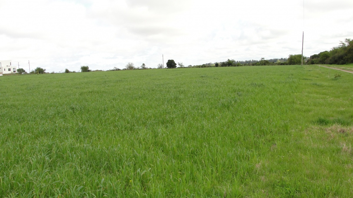 Venta Chacra de 1 hectárea en San Pedro, Colonia 