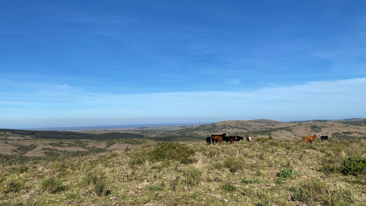 Chacra campo de 5 hectáreas en venta - Rocha
