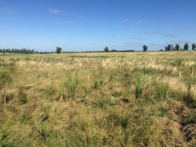 Campo en venta - 190 Hás - Agrícola Ganadero - Durazno 