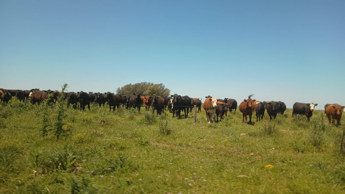 VENDO CAMPO AGRICOLA GANADERO - 500 Hás