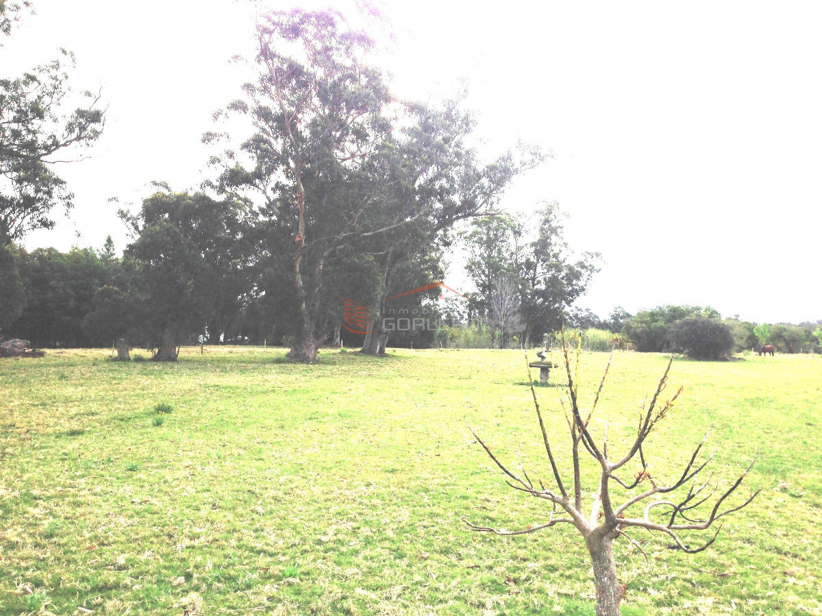 La Pataia - GoPunta - Portal Inmobiliario de Punta del Este - Maldonado