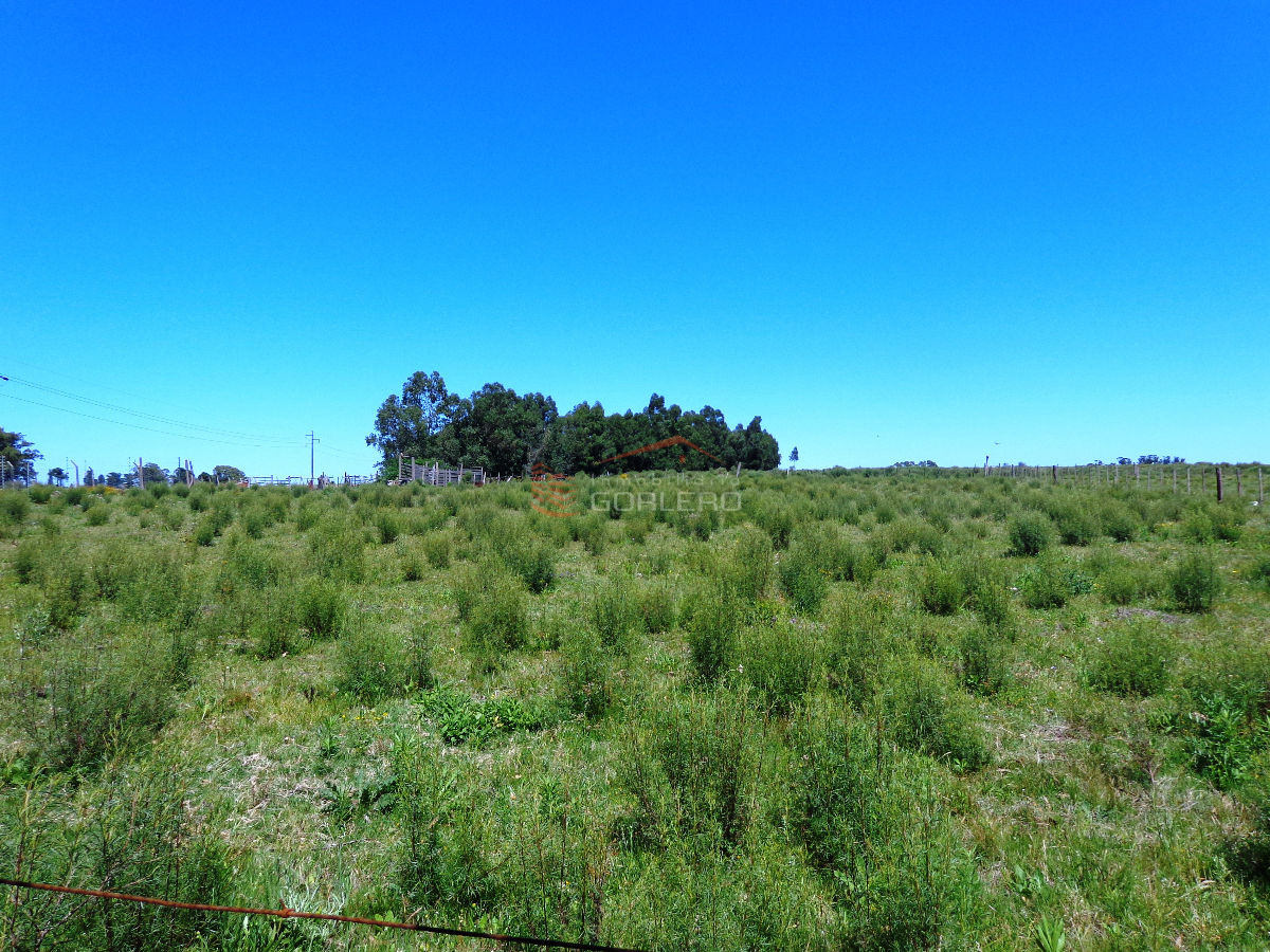 Venta de Chacra en San Carlos, con vivienda con 3 dormitorios - GoPunta - Portal Inmobiliario de Punta del Este - Maldonado