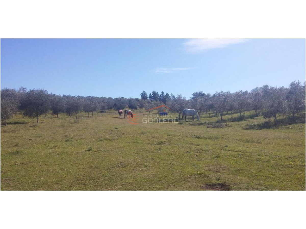 Zona Rural - GoPunta - Portal Inmobiliario de Punta del Este - Maldonado