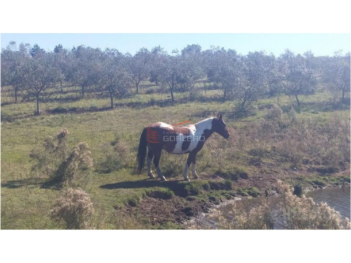 Zona Rural - GoPunta - Portal Inmobiliario de Punta del Este - Maldonado