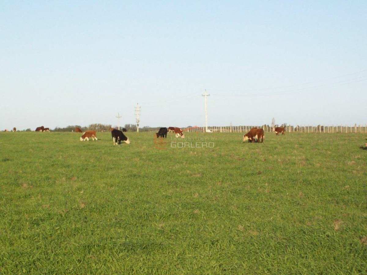 Zona Rural - GoPunta - Portal Inmobiliario de Punta del Este - Maldonado
