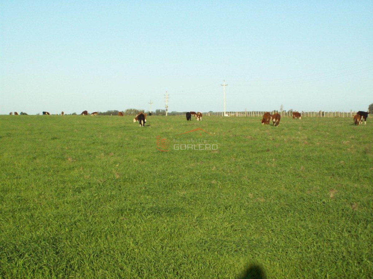 Zona Rural - GoPunta - Portal Inmobiliario de Punta del Este - Maldonado