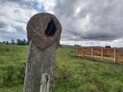 Chacra de 3.8 has en Lavalleja Poblado de Colon