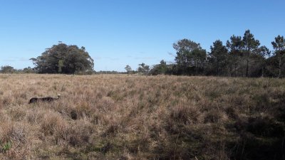 Chacra en Venta, Rocha, Oceanía de Polonio, sobre Ruta 9 a pocos km del mar