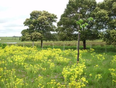 Eco-Chacra con Arboles, Ruta 12, a menos de 1 hora de Mdeo