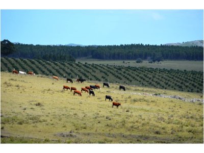 Venta de Campos en Uruguay, Chacra Ruta 39