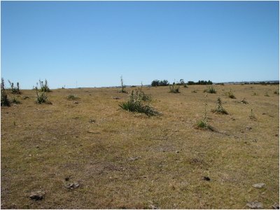 CHACRAS EN URUGUAY, GARZON