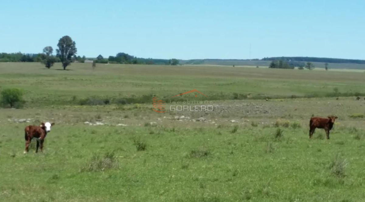 Campo Agricola Ganadero Paysandú de casi 300 Has, bien ubicado y sobre asfalto - GoPunta - Portal Inmobiliario de Punta del Este - Maldonado