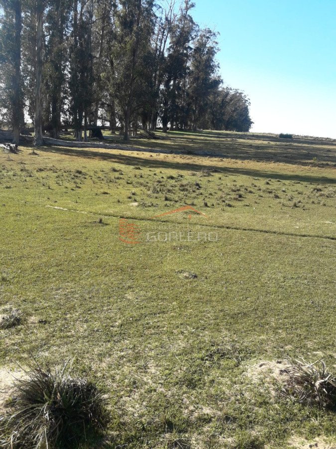Maldonado, a 85 km , Venta de campo 91 has muy buena invernada - GoPunta - Portal Inmobiliario de Punta del Este - Maldonado
